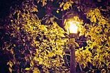 Autumn Streetlight_17253